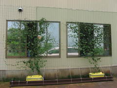green_curtain02.jpg