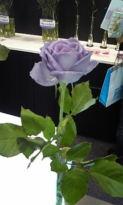 http://www.mono-kyoshin.com/blog_img/blue_rose.jpg