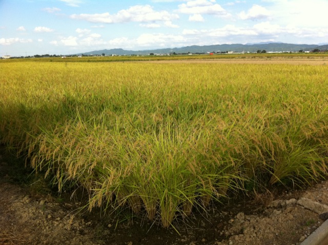 http://www.mono-kyoshin.com/blog_img/inaho.jpg